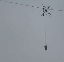 Китайский фермер оставил деревню без света из-за свиньи и дрона