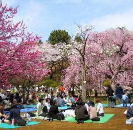 В Японии из-за плохого поведения туристов отменили фестиваль цветения сакуры