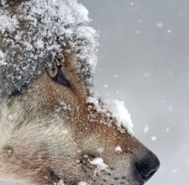 В лесах Тамбовской области зарегистрировано всего 10 волков