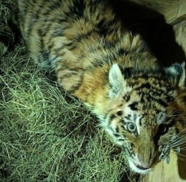 В Хабаровском крае спасен тигренок-сирота