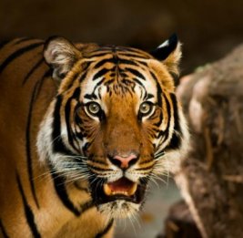 В Хабаровском крае отловили конфликтного амурского тигра