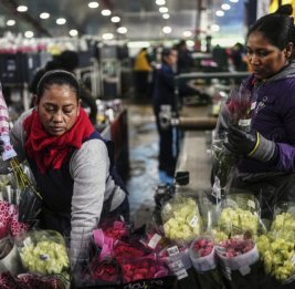 Цветы под угрозой: тарифы бьют по индустрии Колумбии перед Днем святого Валентина