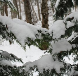 Завтра вечером осадки постепенно прекратятся