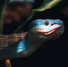 В Москве врачи спасли подростка после укуса ядовитой змеи