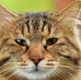 ЦБ объяснил появление поста с "ыыыффффыыыы" работой кота-админа