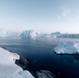 В Антарктиде произошла массовая гибель птиц из-за вируса H5N1