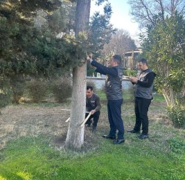 В Баку продолжается инвентаризация деревьев