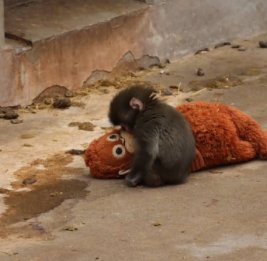 Плюшевый орангутанг стал мамой для детеныша японского макака