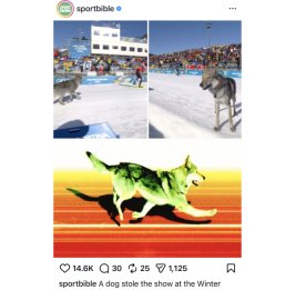 На зимней Олимпиаде на трассу выбежала собака и сопроводила спортсменов до финиша