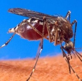 Чикунгунья &laquo;обживает&raquo; Европу