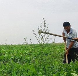 Миллиарды в поле, а хлеб из-за границы