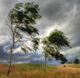 Объявлено &laquo;жёлтое&raquo; предупреждение в связи с ветреной погодой