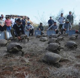 Более 150 гигантских черепах вновь выпущены на Галапагосах