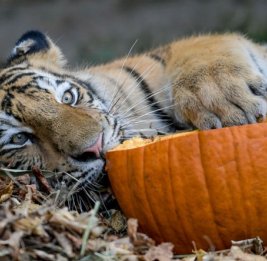 Двух тигрят спасли в Хабаровском крае