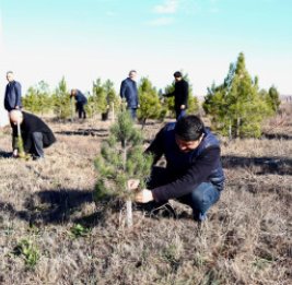 Зеленый Самух 