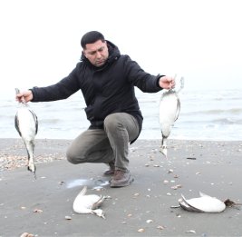 Массовая гибель птиц у Каспия: стали известны результаты лабораторных исследований