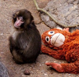 История одинокой обезьянки спровоцировала ажиотаж вокруг игрушки IКЕА