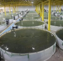 В Азербайджане за незаконный вылов рыбы наложены штрафы на 15 тыс. манатов