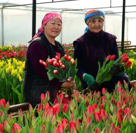 В Казахстане семья вырастила 60 тысяч бутонов тюльпанов к 8 Марта