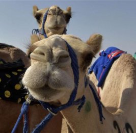 В Омане 20 верблюдов дисквалифицированы из конкурса красоты за ботокс
