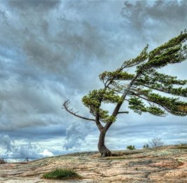 В Азербайджане объявлены желтое и оранжевое предупреждения из-за ветра