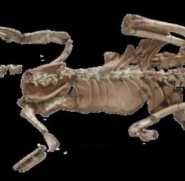 95 миллионов лет назад