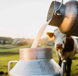 Молочная зависимость