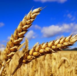 Золотая пшеница