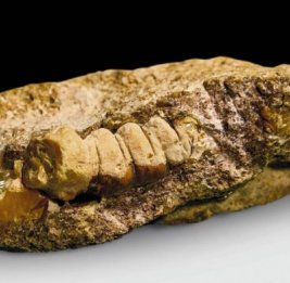 Необычный образец янтаря в форме личинки жука найден под Калининградом