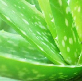 Всемирный день дикой природы