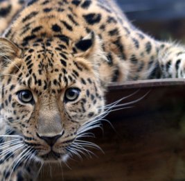 Названа численность редчайшего дальневосточного леопарда в России