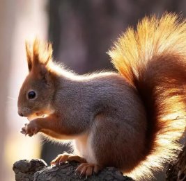 Белка стала причиной масштабного отключения связи в США