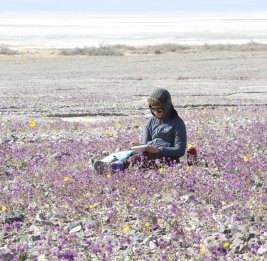 В Долине Смерти в Калифорнии началось бурное цветение