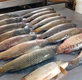 Рыбный дефицит