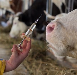 Азербайджан избран членом Европейской комиссии по контролю за ящуром