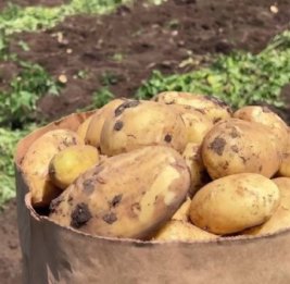 Цепная реакция подорожания