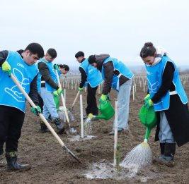 В Шеки и Габале посажено около 1500 деревьев