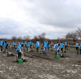 В Габале в рамках проекта &laquo;Зеленый марафон&raquo; посажено около 750 деревьев