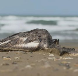 Массовая гибель птиц на побережье Каспийского моря: новая эпидемия или нехватка корма?