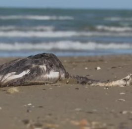 Экологическая тревога в Баку: на берегу Каспия зафиксирована массовая гибель птиц