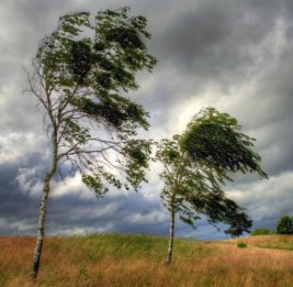 Объявлено желтое предупреждение в связи с ветреной погодой