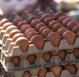 Азербайджан начнет поставку яиц в США