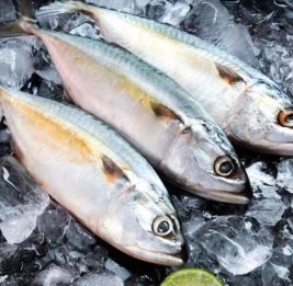 Ученые спрогнозировали падение мировых уловов рыбы