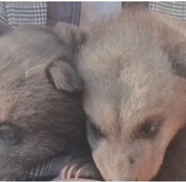 В Крыму родились медвежата Марта и Крымчик