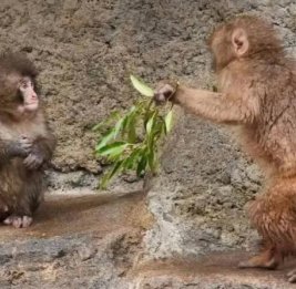 Детеныш макаки Панти в японском зоопарке нашел подружку
