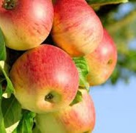 Яблочный тупик