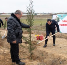 В Шамкире снова зазеленела весна 