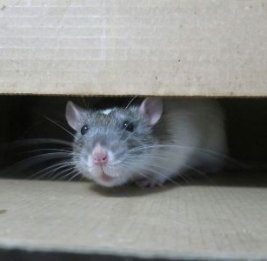 Грызуны атакуют