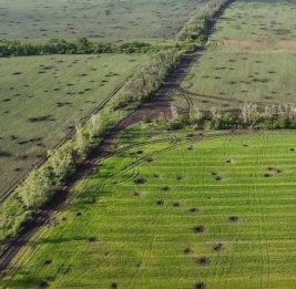 ФАО: Сельское хозяйство остается спасательным кругом для украинских семей