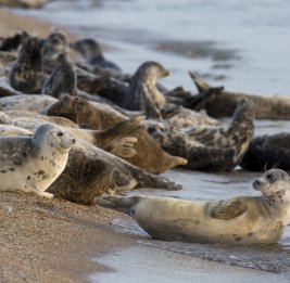 Птичий грипп рассматривают как причину гибели каспийских тюленей &ndash;Исследование
